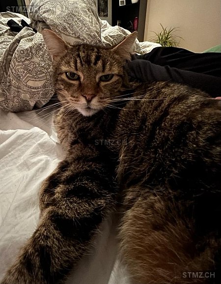 Tigerli — Hauskatze ♂, Missing since 19.04.2026, Hallau (SH)