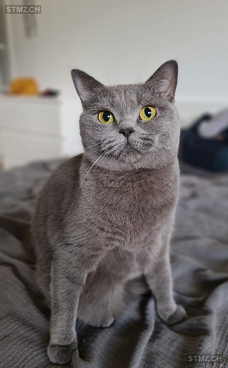 Daisy — British Kurzhaar ♀, Missing since 21.04.2026, Corsier-sur-Vevey (VD)