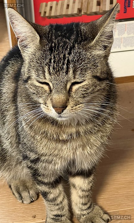 Monika — Hauskatze ♀, Missing since 17.04.2026, Uettligen (BE)