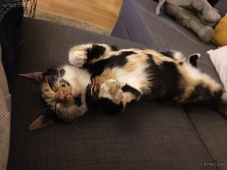 Ronja — Hauskatze ♀, Missing since 11.04.2026, Sissach (BL)