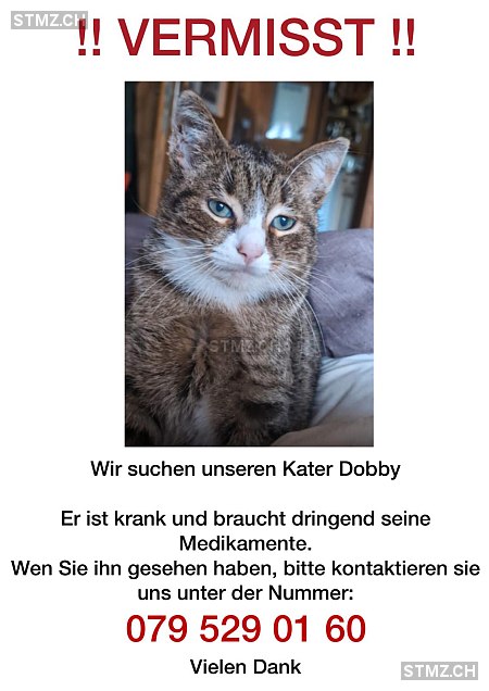 Dobby — Hauskatze ♂, Missing since 13.04.2026, Sangernboden (BE)