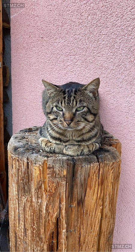 Mailo — Hauskatze ♂, Missing since 01.10.2025, Meltingen (SO)