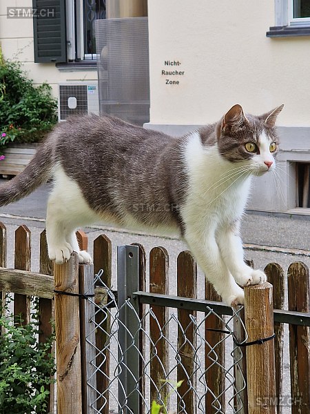 Cicchiolina — Hauskatze ♀, Missing since 08.03.2026, Seewis Dorf (GR)