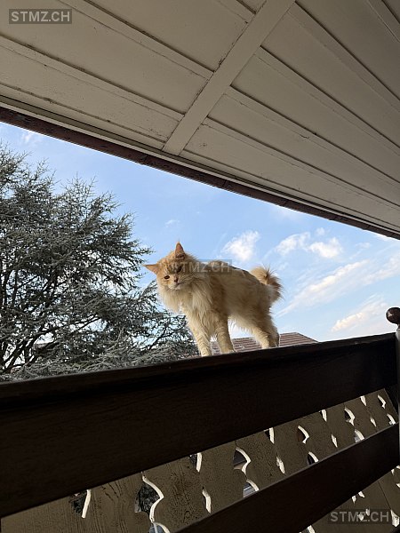 Nicco — Maine Coon ♂, Missing since 18.04.2026, Belp (BE)