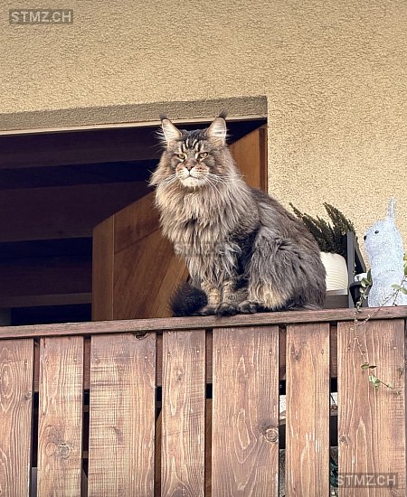 Bruce — Maine Coon ♂, Missing since 19.04.2026, Neschwil (ZH)