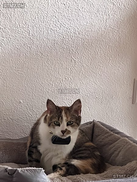 Linda — Hauskatze ♀, Missing since 20.04.2026, Endingen (AG)