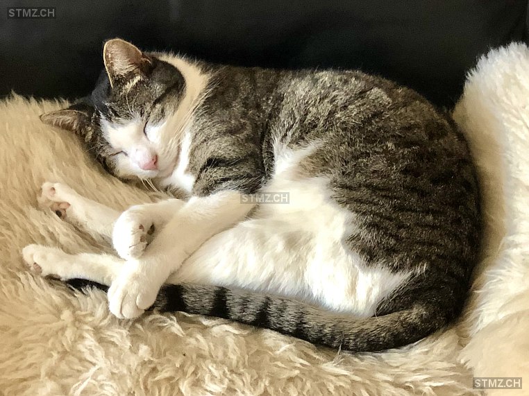 Juni — Hauskatze ♀, Missing since 18.04.2026, Bern (BE)