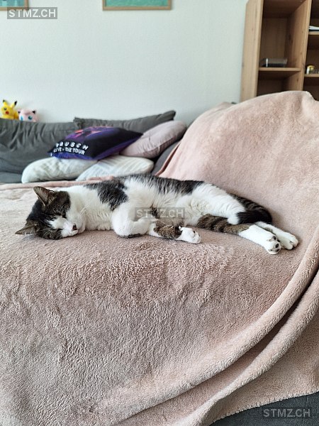 Tjago — Hauskatze ♂, Missing since 19.04.2026, Zofingen (AG)