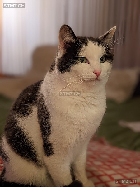 Pepe — Hauskatze ♂, Missing since 06.04.2026, Brienz BE (BE)
