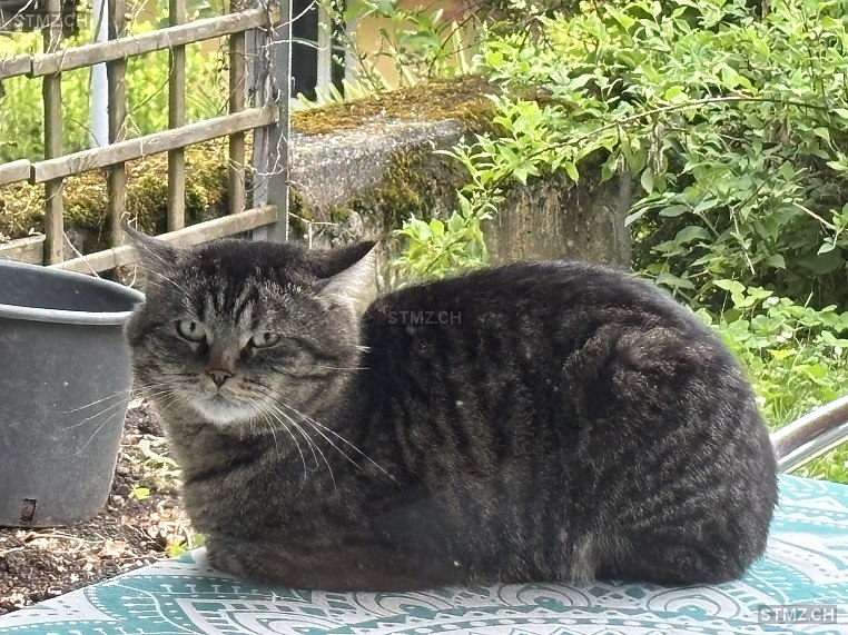 Baldur — Hauskatze ♂, Missing since 11.03.2026, Oetwil an der Limmat (ZH)