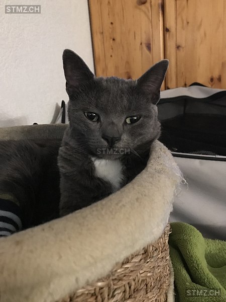 Dudley — Hauskatze ♀, Missing since 19.04.2026, Chézard-St-Martin (NE)