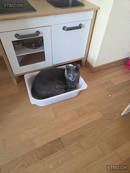 Conni — Hauskatze ♂, Missing since 19.04.2026, Engwilen (TG)