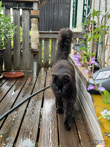 Qu — Maine Coon ♂, Missing since 19.04.2026, Wängi (TG)