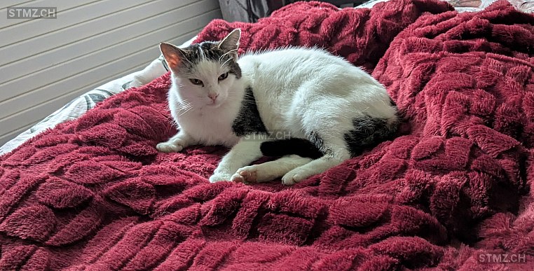 Sammy — Hauskatze ♂, Missing since 18.04.2026, Salez (SG)
