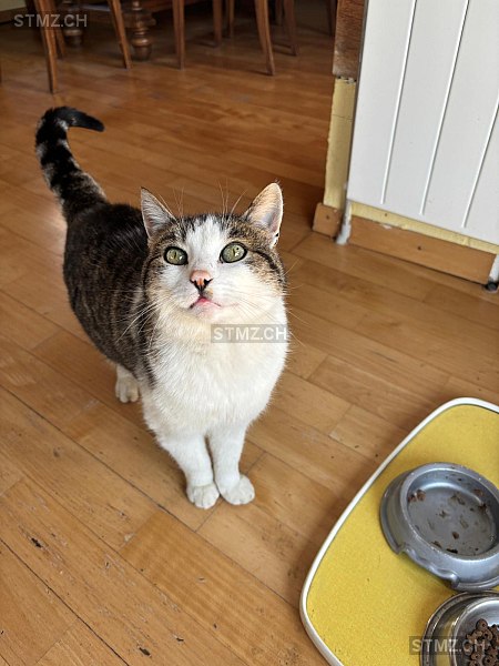 Kairo — Hauskatze ♂, Missing since 16.04.2026, Kerns (OW)