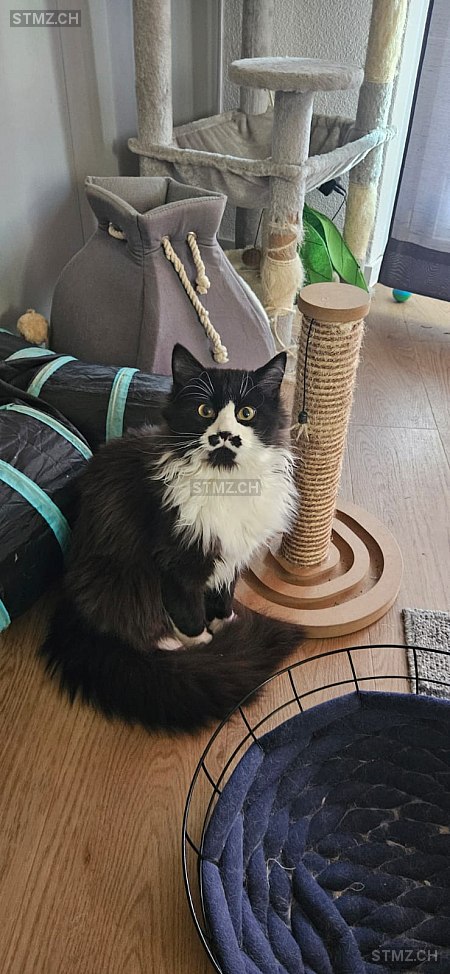 Kovu — Maine Coon ♂, Missing since 19.04.2026, Aarburg (AG)