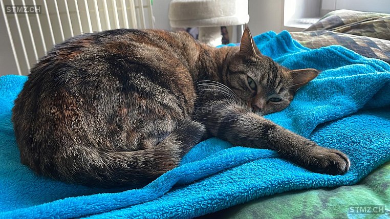 Mitzi — Hauskatze ♀, Missing since 03.04.2026, Studen BE (BE)