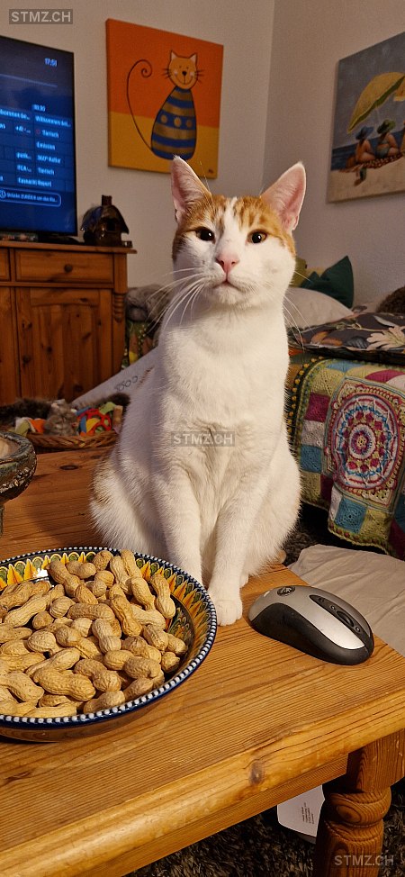 Eugen — Hauskatze ♂, Missing since 20.04.2026, Hallwil (AG)
