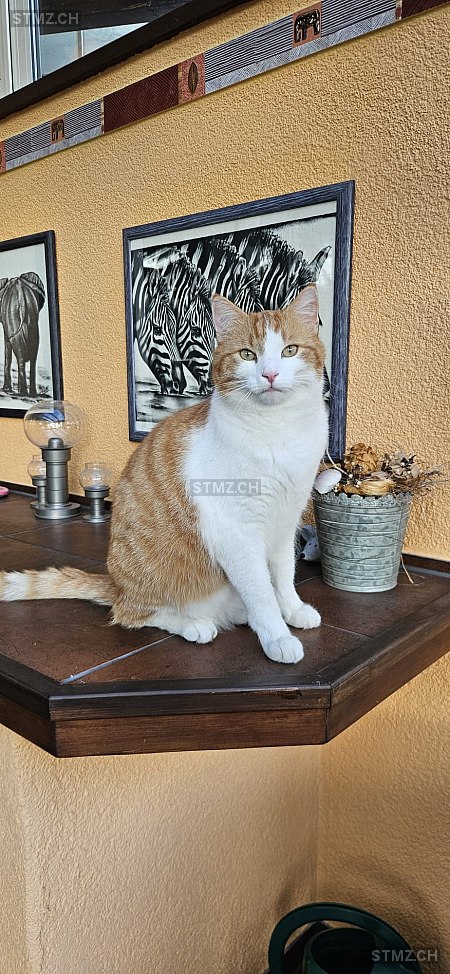 Charlie — Hauskatze ♂, Missing since 21.04.2026, Siebnen (SZ)