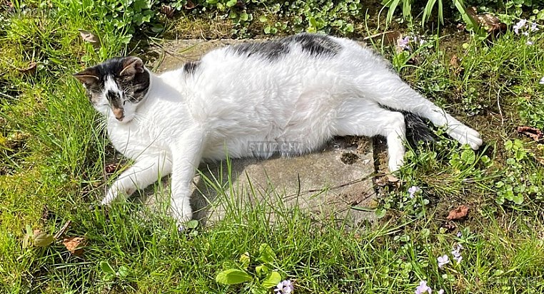 Kratos — Hauskatze ♂, Missing since 18.04.2026, Therwil (BL)