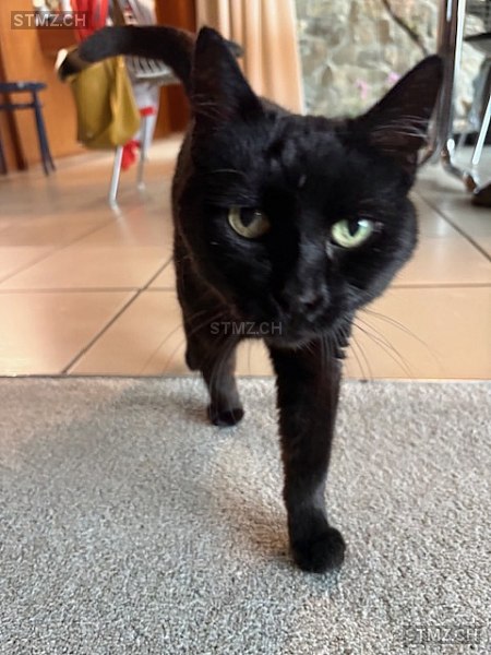 Mimi — Hauskatze ♀, Missing since 19.04.2026, Solothurn (SO)