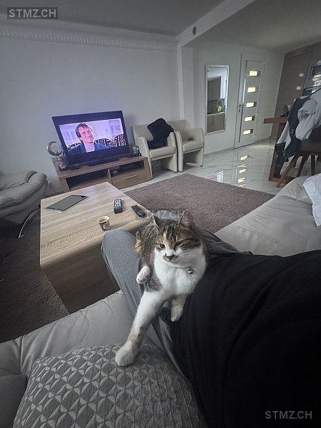 Nala — Hauskatze ♀, Missing since 21.04.2026, Aigle (VD)