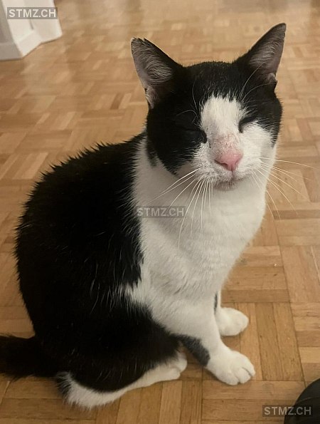 Pino — Hauskatze ♂, Missing since 18.04.2026, Urdorf (ZH)