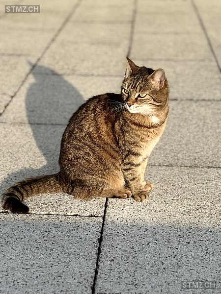 Carina — Hauskatze ♀, Missing since 21.04.2026, Meggen (LU)