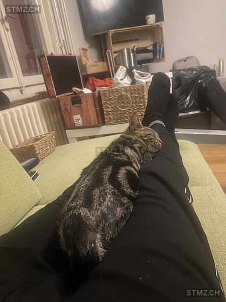 Luca — Hauskatze ♀, Missing since 14.04.2026, Wald ZH (ZH)