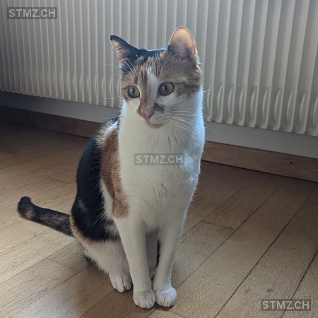 Shunja — Hauskatze ♀, Missing since 21.04.2026, Bern (BE)