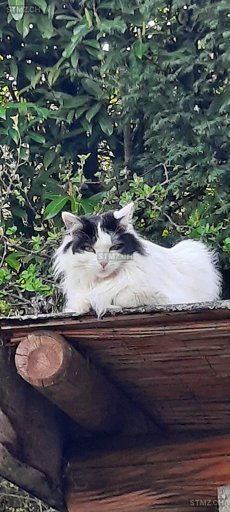 Frimousse — Hauskatze ♀, Missing since 22.04.2026, Mauraz (VD)
