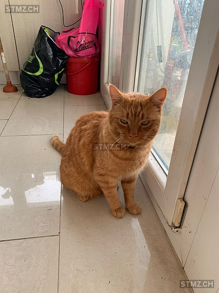 Elvis — Hauskatze ♂, Missing since 17.04.2026, Matran (FR)