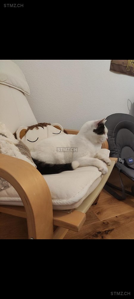Luna — Hauskatze ♀, Missing since 19.04.2026, Niederhelfenschwil (SG)