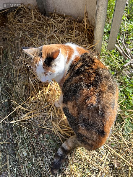 Pimpernelle — Hauskatze ♀, Missing since 19.04.2026, Salgesch (VS)