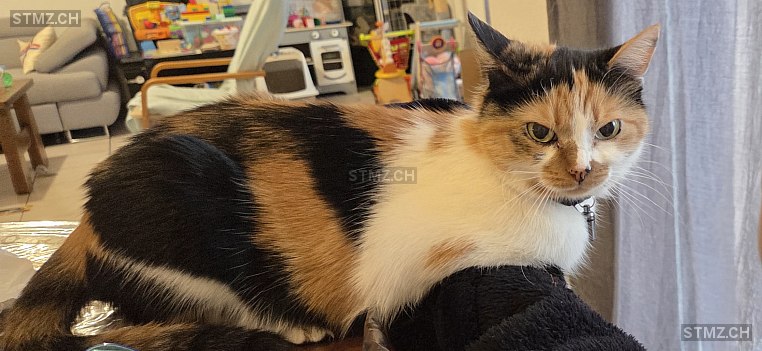 Pupuce — Hauskatze ♀, Missing since 19.04.2026, Estavayer-le-Lac (FR)