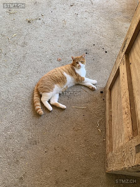 Sola — Hauskatze ♀, Missing since 07.04.2026, Ballwil (LU)