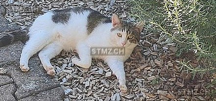 Tj — Hauskatze ♂, Missing since 19.04.2026, Langendorf (SO)