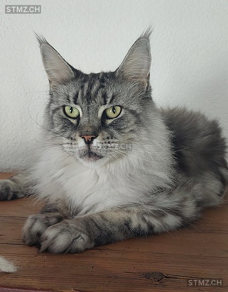 Zarin — Maine Coon ♀, Missing since 17.04.2026, Bioggio (TI)