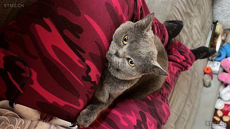 Timmy — British Kurzhaar ♂, Missing since 22.04.2026, Reussbühl (LU)