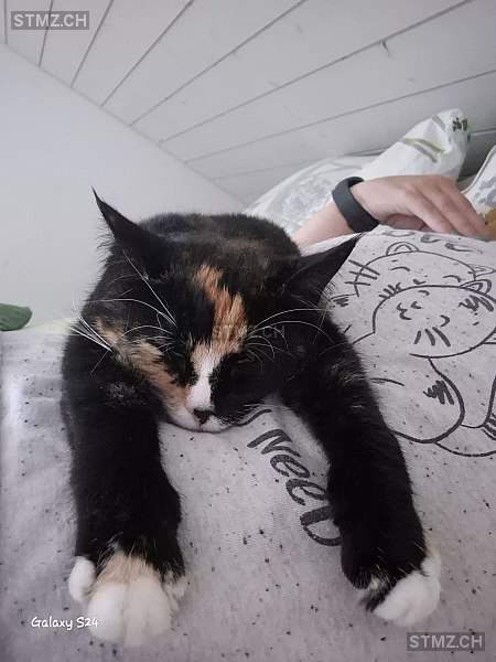 Saphira — Hauskatze ♀, Missing since 14.04.2026, Luzern (LU)