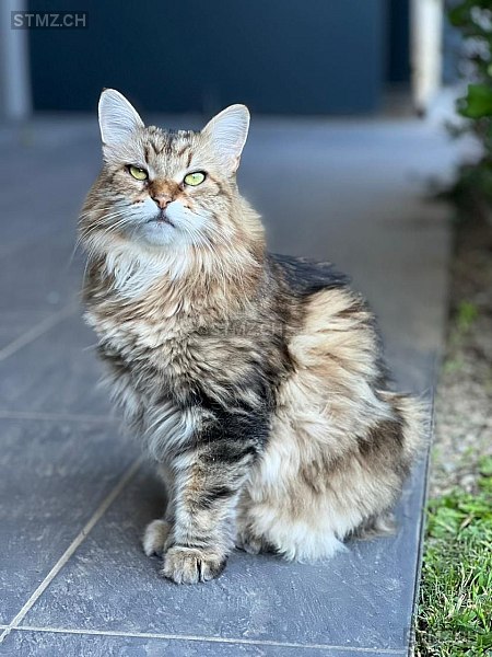 ZARINA — Hauskatze ♀, Missing since 22.04.2026, Massagno (TI)