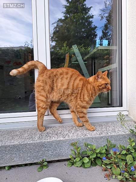 Ben — Hauskatze ♂, Missing since 23.04.2026, Weite (SG)