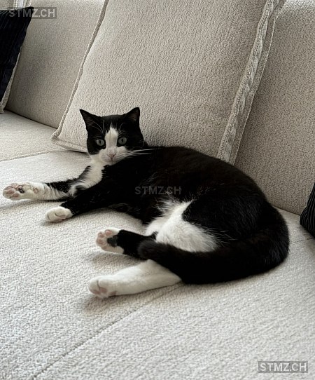 Yura — Hauskatze ♀, Missing since 19.04.2026, Biberist (SO)