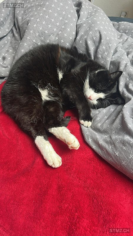 Elio — Hauskatze ♂, Missing since 10.04.2026, Zollbrück (BE)
