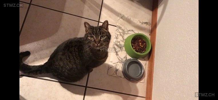 Chiara — Hauskatze ♀, Missing since 17.04.2026, Oberönz (BE)