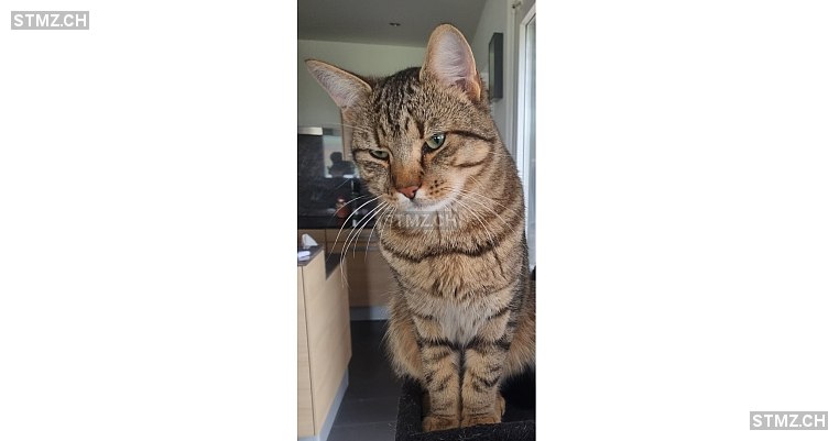 SEVEN — Hauskatze ♂, Missing since 21.04.2026, Tagelswangen (ZH)