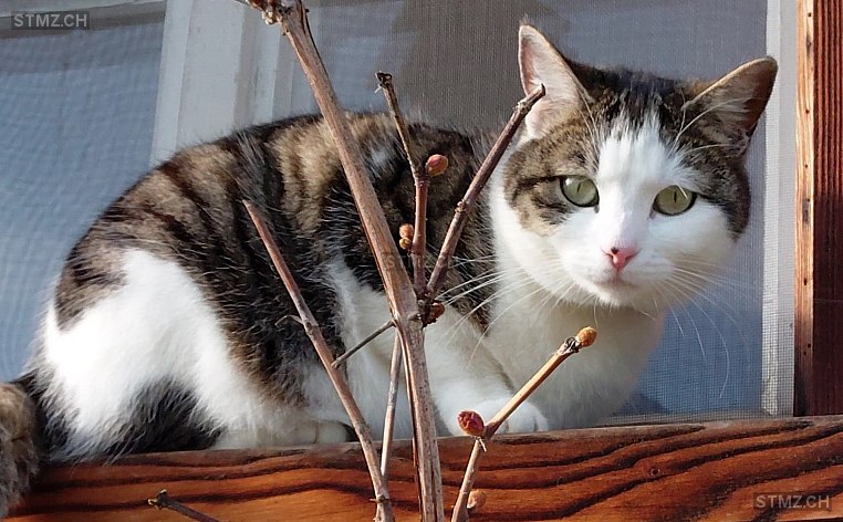 Wayana — Hauskatze ♀, Missing since 20.04.2026, Neuenegg (BE)