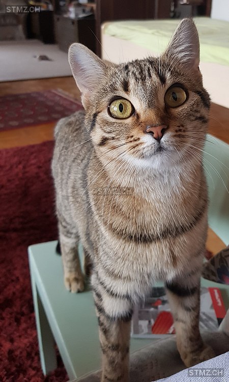 Dorli — Hauskatze ♀, Missing since 21.04.2026, Schwanden GL (GL)