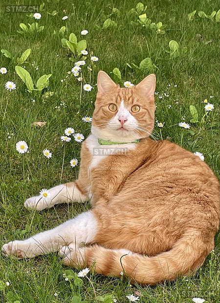 Pedro/Pedrolino — Hauskatze ♂, Missing since 23.04.2026, Zürich (ZH)