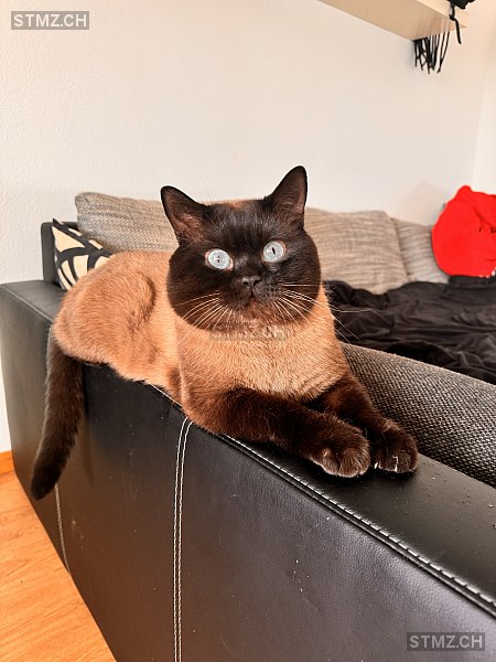 Leo — British Kurzhaar ♂, Missing since 18.04.2026, Deitingen (SO)